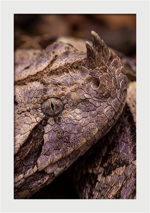 Gaboon Viper Closeup