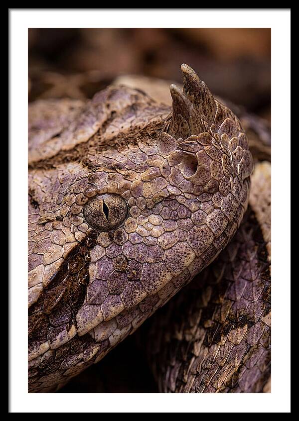 Gaboon Viper Closeup