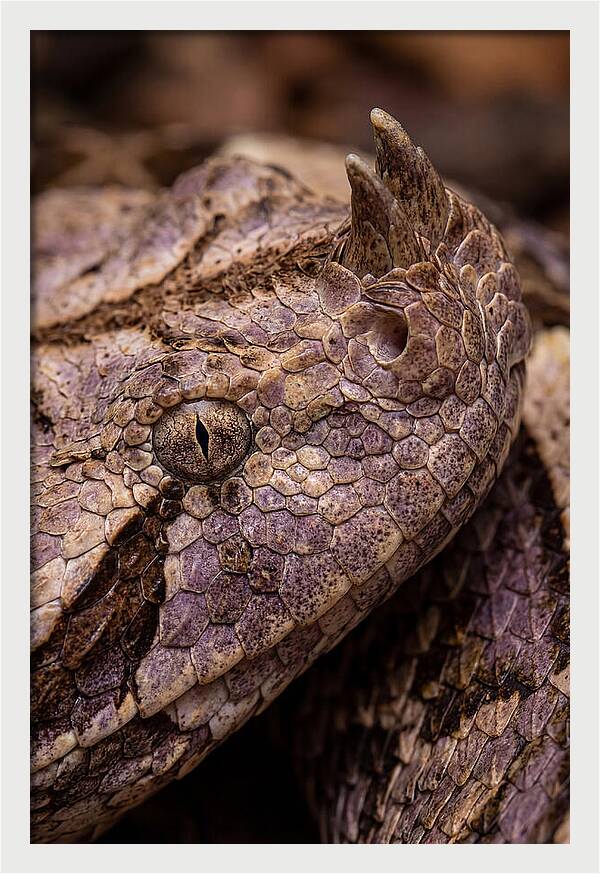 Gaboon Viper Closeup
