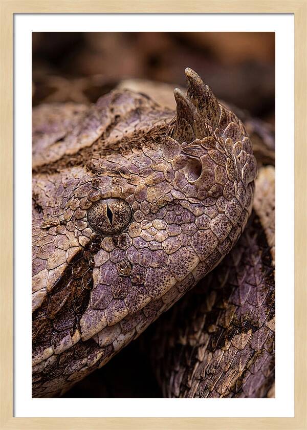 Gaboon Viper Closeup