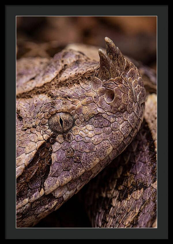 Gaboon Viper Closeup