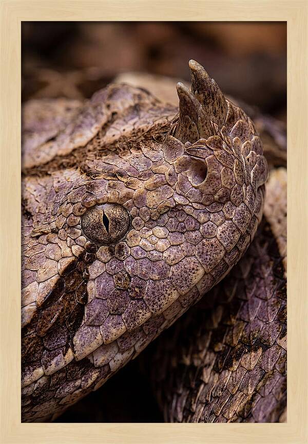 Gaboon Viper Closeup