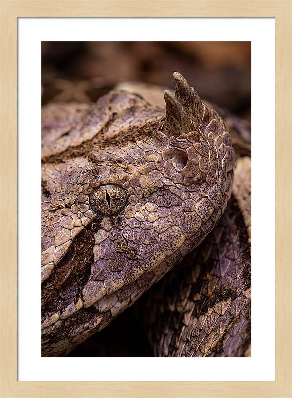 Gaboon Viper Closeup