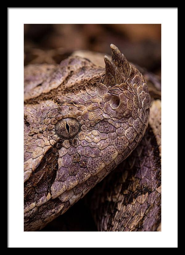 Gaboon Viper Closeup