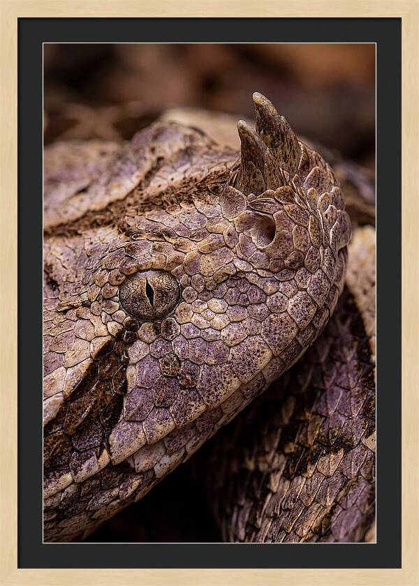 Gaboon Viper Closeup