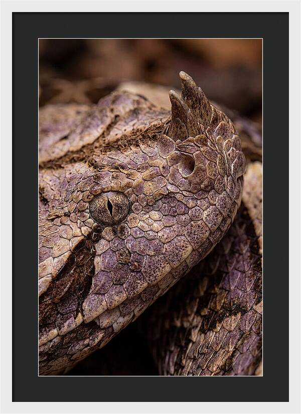 Gaboon Viper Closeup