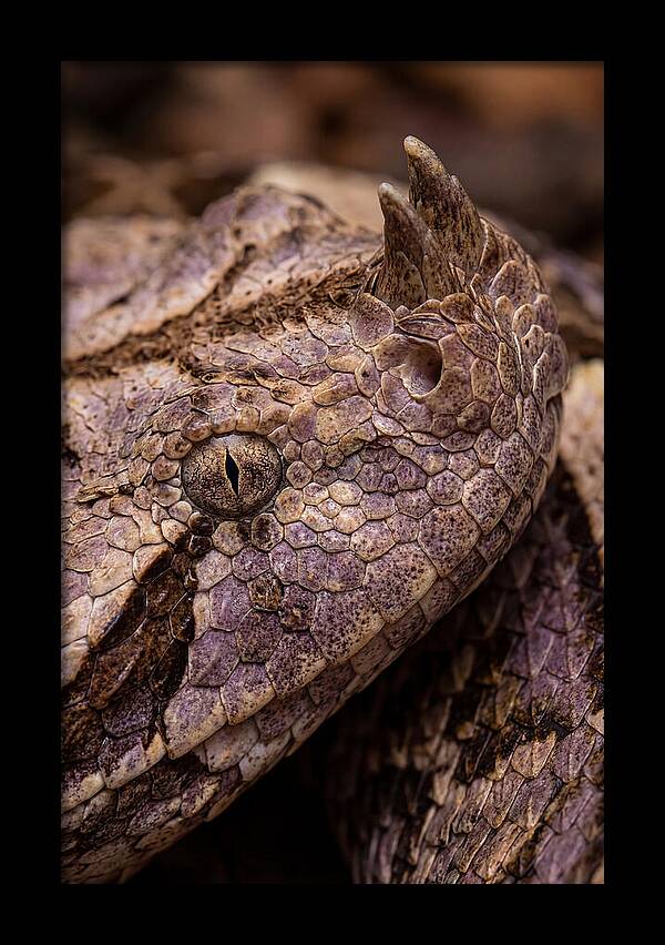 Gaboon Viper Closeup