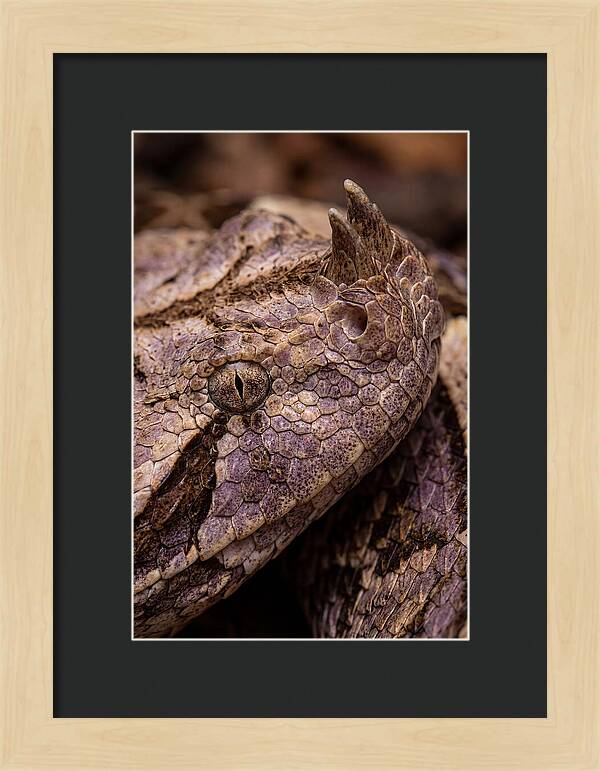 Gaboon Viper Closeup