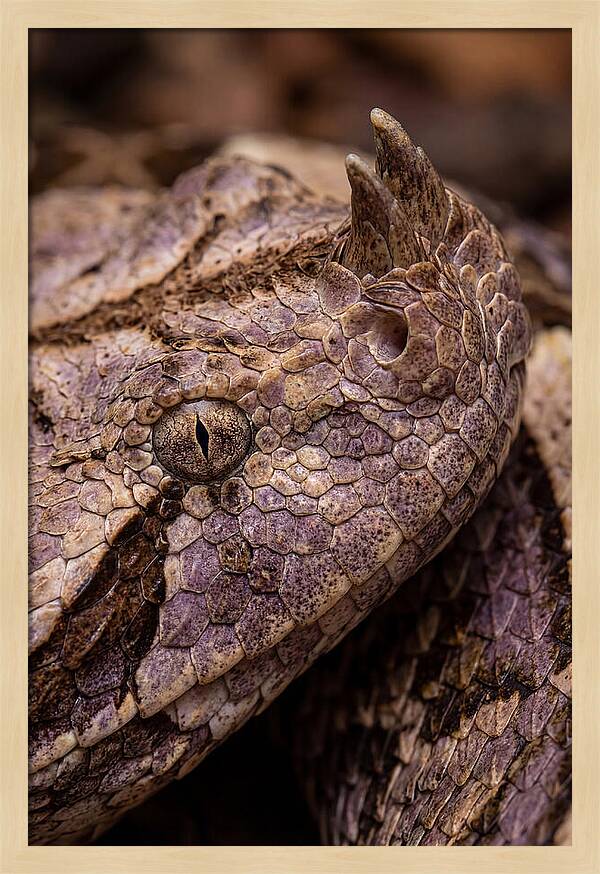 Gaboon Viper Closeup