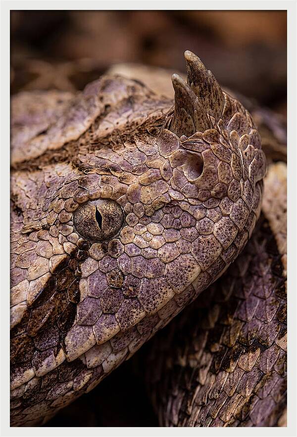 Gaboon Viper Closeup