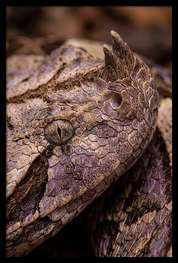 Gaboon Viper Closeup