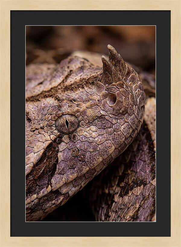 Gaboon Viper Closeup