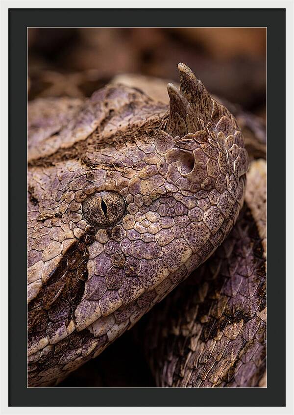 Gaboon Viper Closeup
