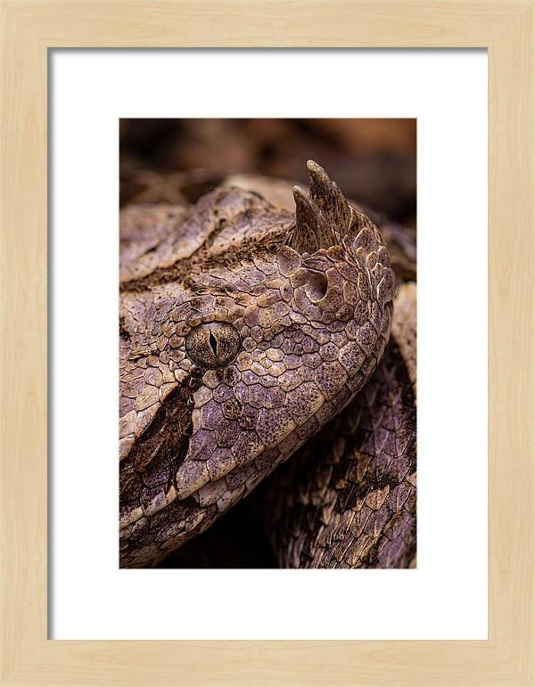 Gaboon Viper Closeup