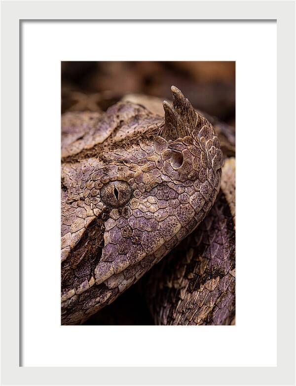 Gaboon Viper Closeup