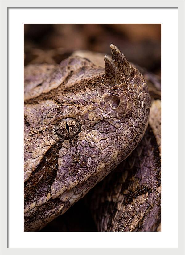 Gaboon Viper Closeup
