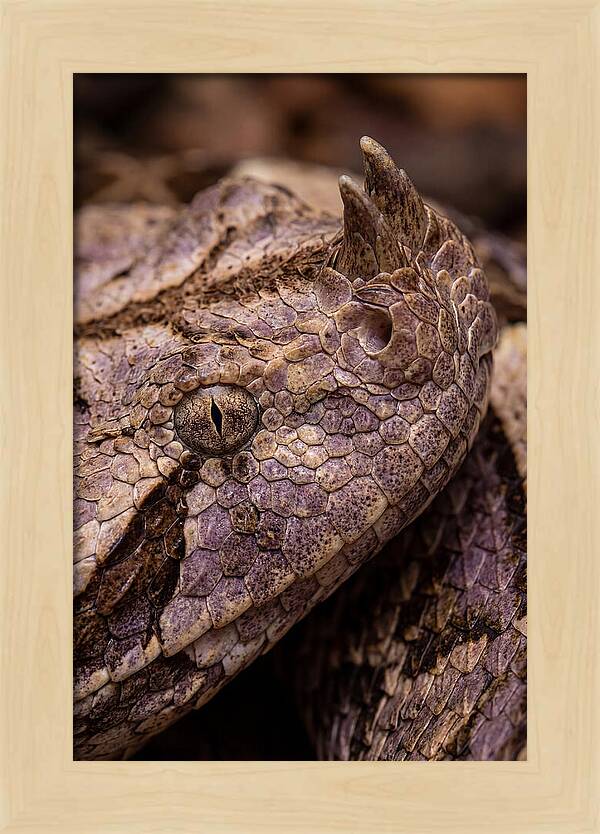 Gaboon Viper Closeup
