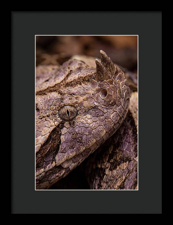 Gaboon Viper Closeup