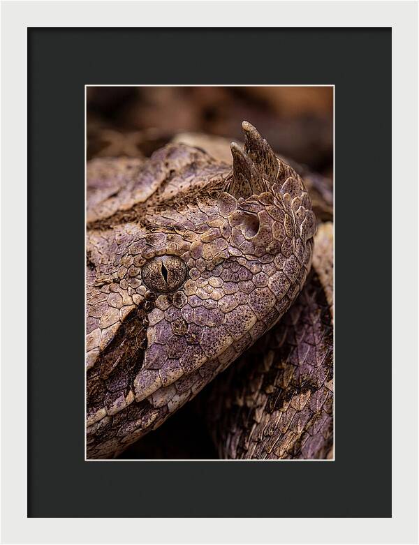 Gaboon Viper Closeup