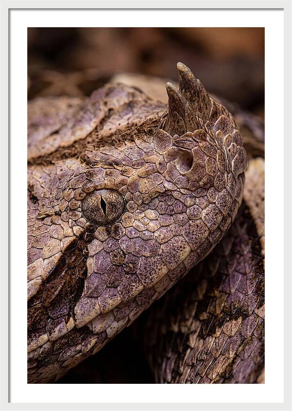 Gaboon Viper Closeup