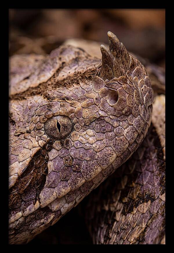 Gaboon Viper Closeup
