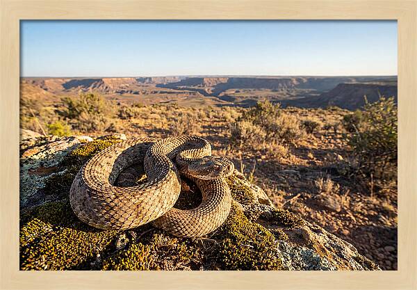 Gaboon Viper In Natural Habitat