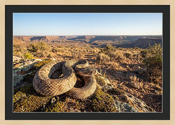 Gaboon Viper In Natural Habitat