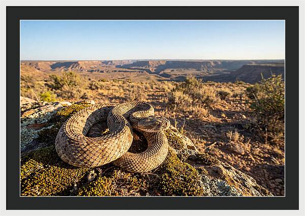 Gaboon Viper In Natural Habitat