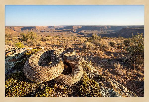 Gaboon Viper In Natural Habitat