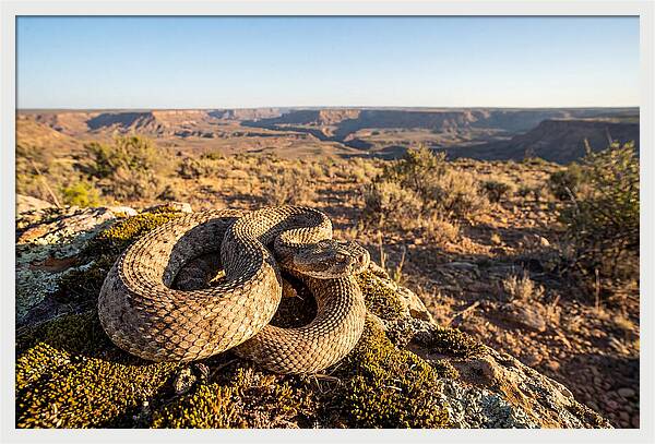 Gaboon Viper In Natural Habitat