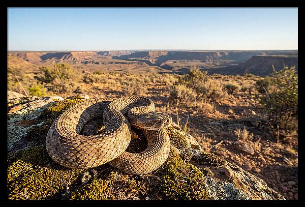 Gaboon Viper In Natural Habitat
