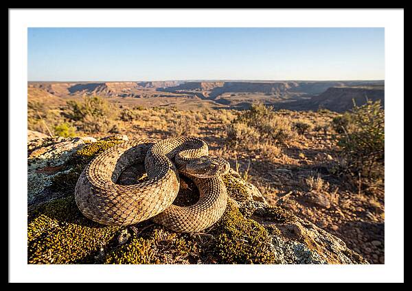 Gaboon Viper In Natural Habitat