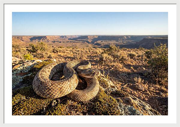 Gaboon Viper In Natural Habitat