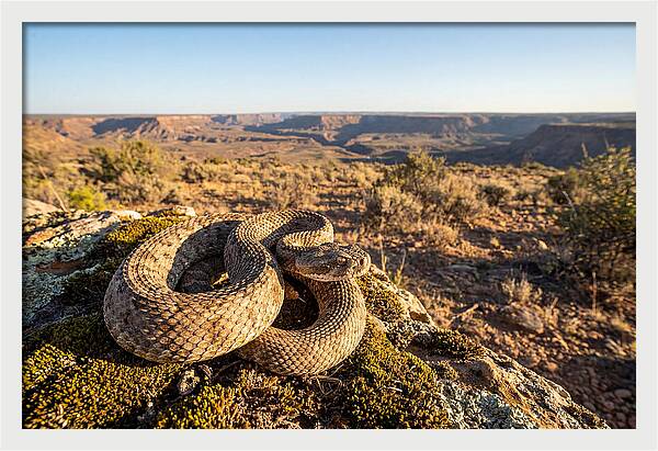 Gaboon Viper In Natural Habitat