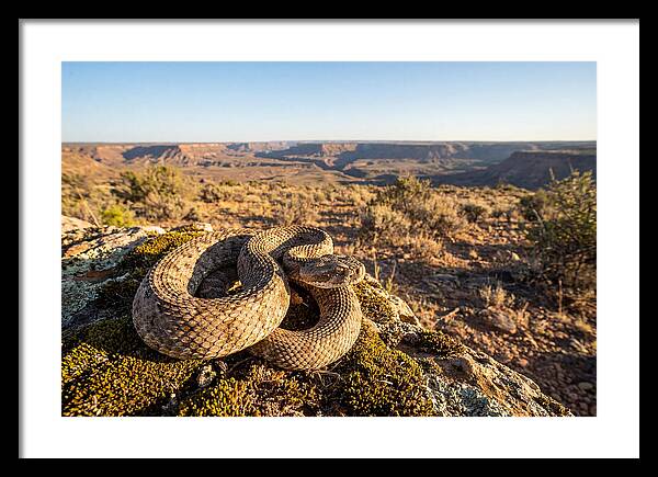 Gaboon Viper In Natural Habitat