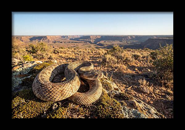 Gaboon Viper In Natural Habitat