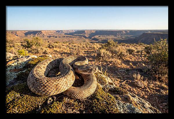 Gaboon Viper In Natural Habitat