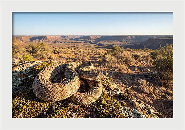 Gaboon Viper In Natural Habitat