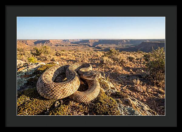Gaboon Viper In Natural Habitat