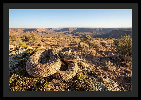 Gaboon Viper In Natural Habitat