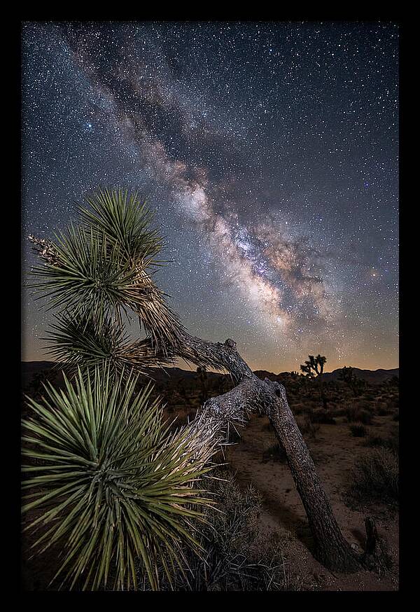 Galactic Dreams Above Joshua Tree