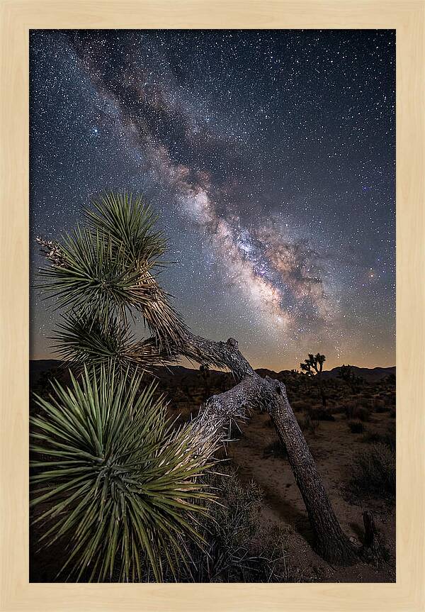 Galactic Dreams Above Joshua Tree