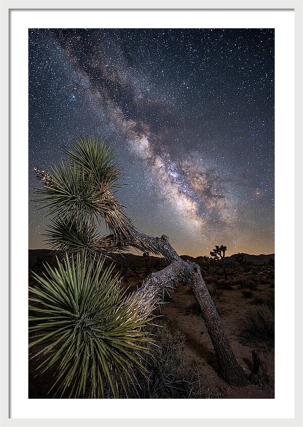 Galactic Dreams Above Joshua Tree