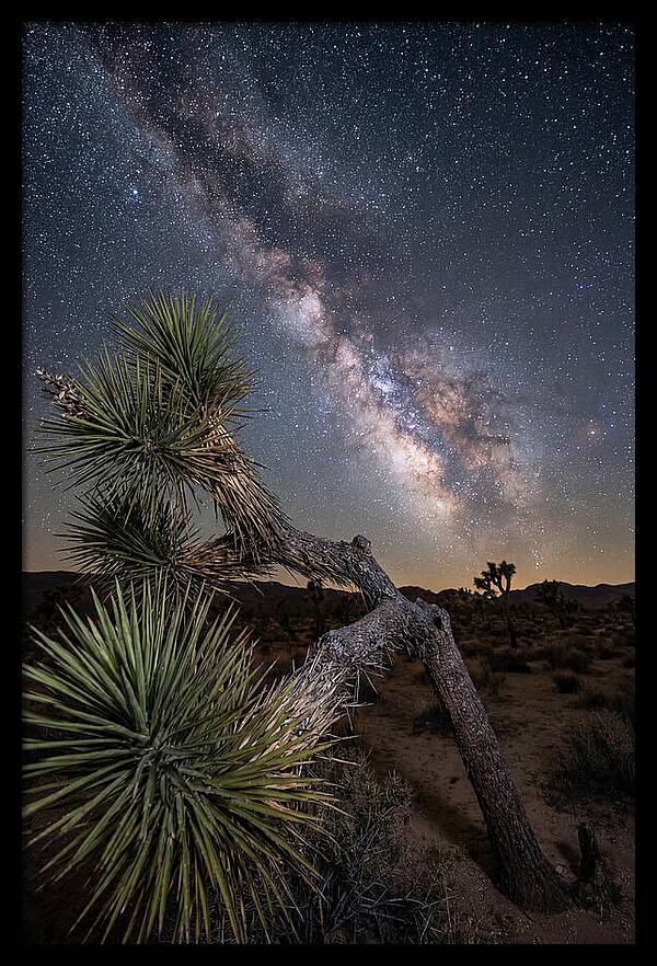 Galactic Dreams Above Joshua Tree