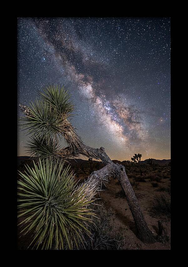 Galactic Dreams Above Joshua Tree