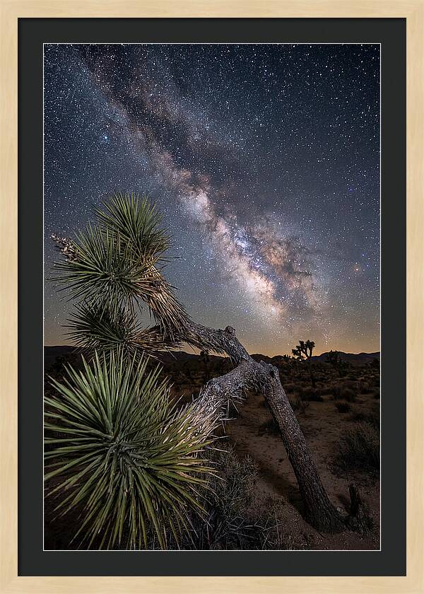 Galactic Dreams Above Joshua Tree