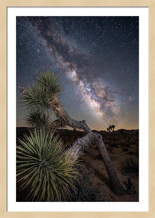 Galactic Dreams Above Joshua Tree