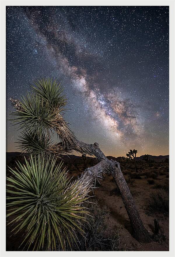 Galactic Dreams Above Joshua Tree