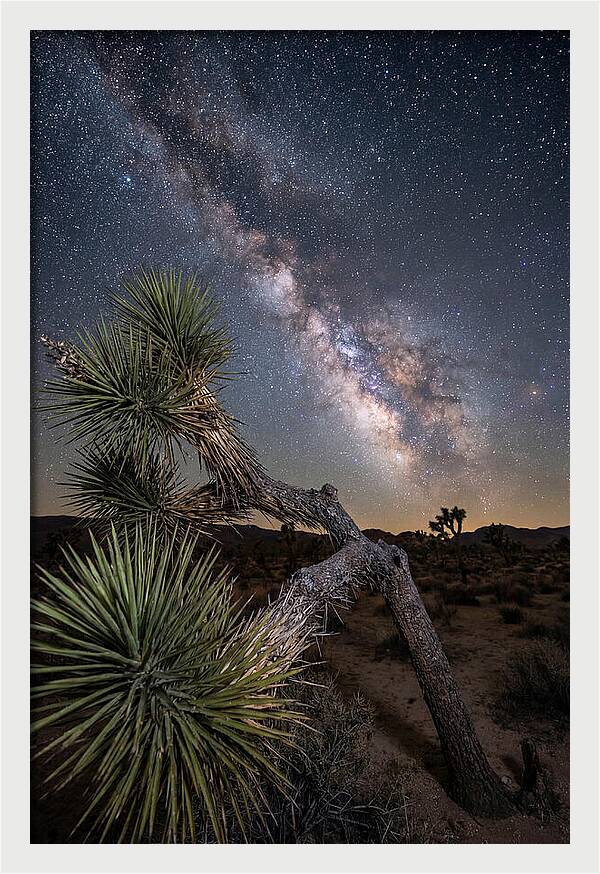 Galactic Dreams Above Joshua Tree