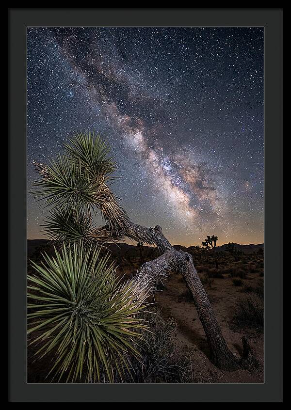 Galactic Dreams Above Joshua Tree